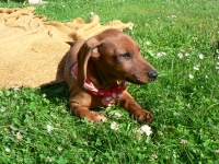 peggyska